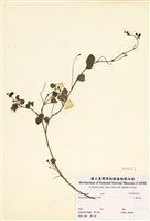 藏品(小葉括根)的圖片